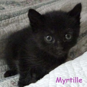 MYRTILLE